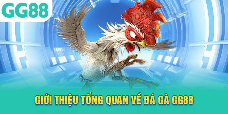 Giới thiệu tổng quan về đá gà GG88